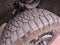 2022 GMC Sierra 1500 Crew Cab Standard Box 4-Wheel Drive AT4